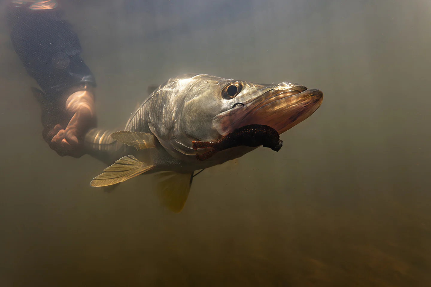 Master Every Catch with Z-Man